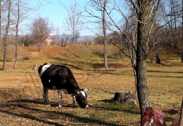 Instalarea tinerilor fermieri - 50000 euro