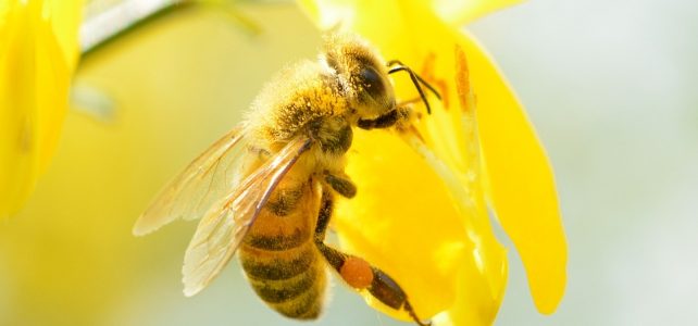 Vindecă-te cu tinctură de propolis 10 boli sau afecţiuni pe care le poți vindeca cu propolis Vindecă-te cu tinctură de propolis 10 boli sau afecţiuni pe care le poți vindeca cu propolis
