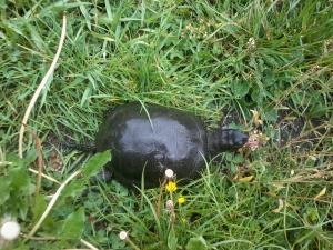 Broasca țestoasă în iarbă                 