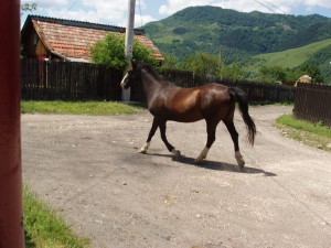 Cal pe stradă                  