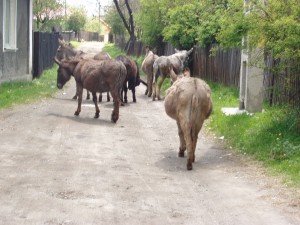 măgari la plimbare                 